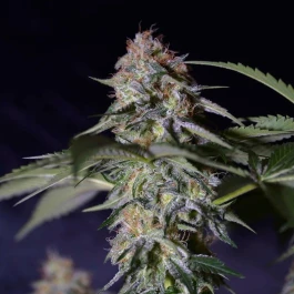 SILS005F03 - SILENT SEEDS - COOKIELATO FEM | 3 SEMI
