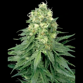 WL1520505 - WHITE LABEL - WHITE WIDOW FEM | 5 SEEDS