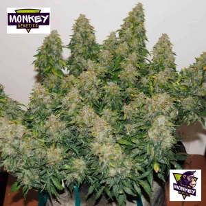 MNKGJFWA0003 - MONKEY GENETICS - JACK FROST WIDOW AUTO FEM | 3 SEMI