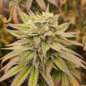 MNKGMHF0003 - MONKEY GENETICS - MONKEY HAZE FEM | 3 SEMI