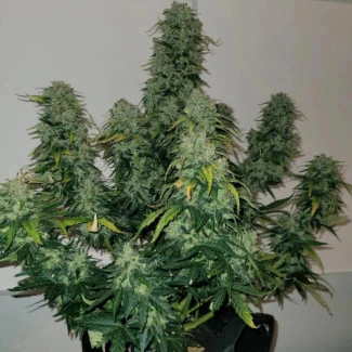 MNKGSBA0003 - MONKEY GENETICS - SHERBET BLAST AUTO FEM | 3 SEMI