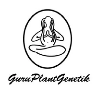 GURUBEAT06 - GURU PLANT GENETIK - BEATNI KUSH FEM | 6 SEMI IN BOX LEGNO
