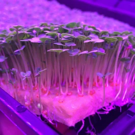 GRCPX1 - GRODAN CRESS PLATE 495x240x10MM PER COLTIVAZIONE GERMOGLI E MICROGREENS