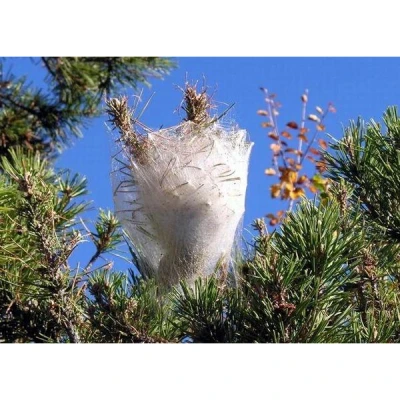 718280156 - PRESTO BIO - FEROMONE PER PROCESSIONARIA DEL PINO