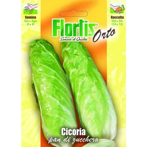4355125 - FLORTIS | CICORIA PAN DI ZUCCHERO