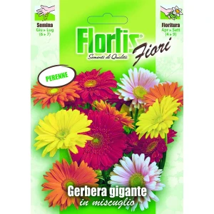 4351077 - FLORTIS | GERBERA GIGANTE MIX