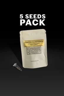SSTKHF0005071 - SEEDSTOCKERS - LONDON POUND PUNCH FEM | 5 SEMI