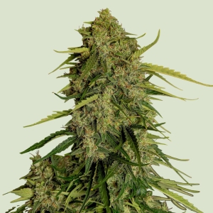 ROYAL QUEEN SEEDS - ATLAS F1 AUTOFLOWERING