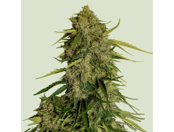 ROYAL QUEEN SEEDS - ATLAS F1 AUTOFLOWERING