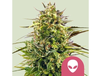 ROYAL QUEEN SEEDS - ALIEN OG FEM