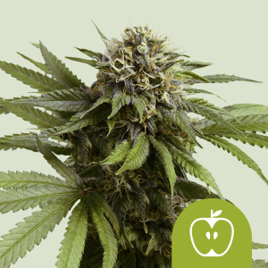 ROYAL QUEEN SEEDS - APPLE FRITTER AUTO (USA PREMIUM)