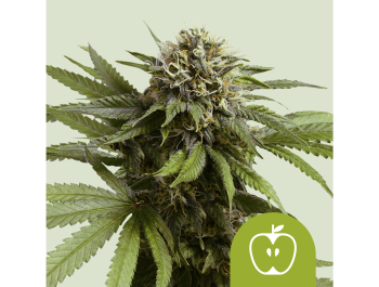 ROYAL QUEEN SEEDS - APPLE FRITTER AUTO (USA PREMIUM)