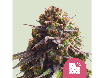 ROYAL QUEEN SEEDS - BISCOTTI FEM (USA PREMIUM)