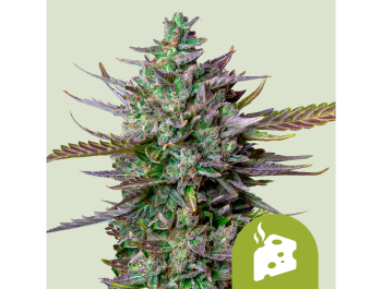 ROYAL QUEEN SEEDS - BLUE CHEESE AUTO FEM