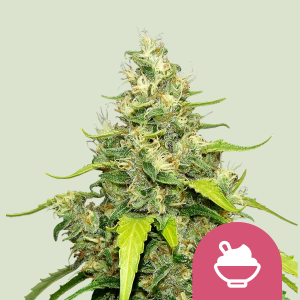 ROYAL QUEEN SEEDS - BLUE GELATO FEM (USA PREMIUM)