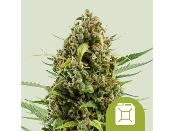 ROYAL QUEEN SEEDS - DIESEL AUTOMATIC