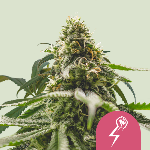 ROYAL QUEEN SEEDS - GREEN CRACK PUNCH FEM (USA PREMIUM)