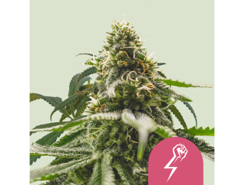 ROYAL QUEEN SEEDS - GREEN CRACK PUNCH FEM (USA PREMIUM)