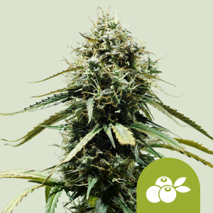 ROYAL QUEEN SEEDS - HAZE BERRY AUTOMATIC FEM