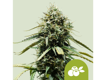 ROYAL QUEEN SEEDS - HAZE BERRY AUTOMATIC FEM