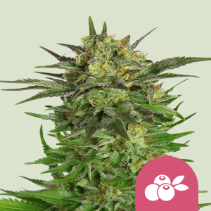 ROYAL QUEEN SEEDS - HAZE BERRY FEM