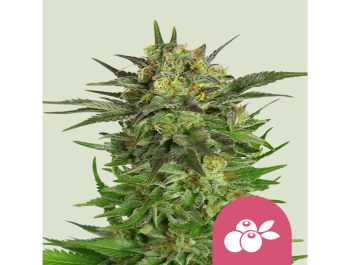 ROYAL QUEEN SEEDS - HAZE BERRY FEM