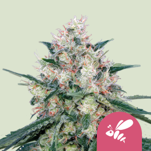 ROYAL QUEEN SEEDS - HONEY CREAM (FAST FLOWERING) FEM