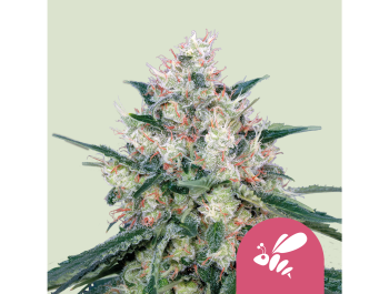 ROYAL QUEEN SEEDS - HONEY CREAM (FAST FLOWERING) FEM