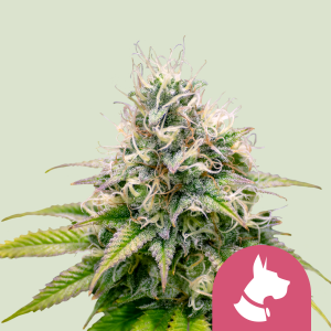 ROYAL QUEEN SEEDS - KALI DOG FEM