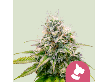 ROYAL QUEEN SEEDS - KALI DOG FEM