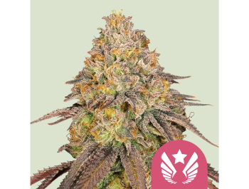 ROYAL QUEEN SEEDS - LEGENDARY OG PUNCH FEM (USA PREMIUM)