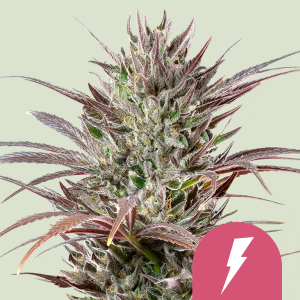 ROYAL QUEEN SEEDS - NORTH THUNDERFUCK FEM (USA PREMIUM)