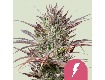 ROYAL QUEEN SEEDS - NORTH THUNDERFUCK FEM (USA PREMIUM)