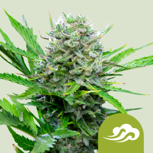 ROYAL QUEEN SEEDS - ROYAL BLUEMATIC AUTO