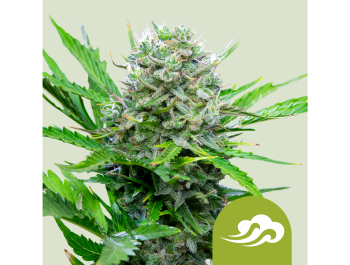 ROYAL QUEEN SEEDS - ROYAL BLUEMATIC AUTO