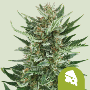 ROYAL QUEEN SEEDS - ROYAL CHEESE AUTOMATIC