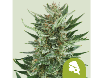 ROYAL QUEEN SEEDS - ROYAL CHEESE AUTOMATIC