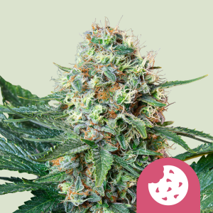 ROYAL QUEEN SEEDS - ROYAL COOKIES FEM