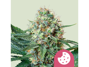 ROYAL QUEEN SEEDS - ROYAL COOKIES FEM