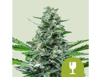 ROYAL QUEEN SEEDS - ROYAL CRITICAL AUTOMATIC