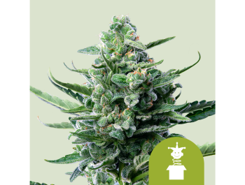 ROYAL QUEEN SEEDS - ROYAL JACK AUTOMATIC FEM
