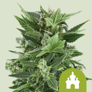 ROYAL QUEEN SEEDS - ROYAL KUSH AUTOMATIC FEM