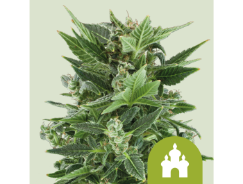 ROYAL QUEEN SEEDS - ROYAL KUSH AUTOMATIC FEM