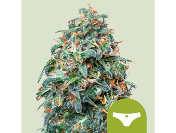 ROYAL QUEEN SEEDS - SHERBET QUEEN AUTOMATIC FEM