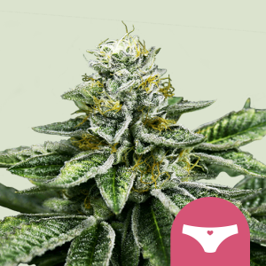 ROYAL QUEEN SEEDS - SHERBET QUEEN FEM (USA PREMIUM)