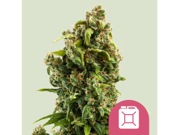 ROYAL QUEEN SEEDS - SOUR DIESEL FEM