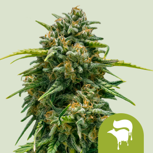 ROYAL QUEEN SEEDS - SWEET SKUNK AUTOMATIC FEM