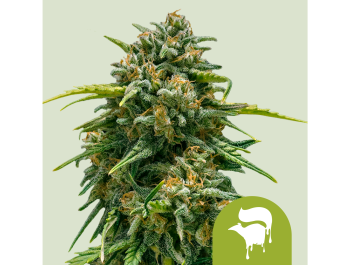 ROYAL QUEEN SEEDS - SWEET SKUNK AUTOMATIC FEM