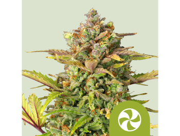 ROYAL QUEEN SEEDS - SWEET ZZ AUTOMATIC FEM (USA PREMIUM)