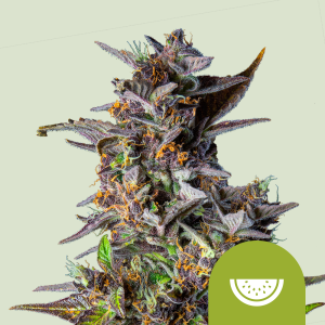 ROYAL QUEEN SEEDS - WATERMELON AUTOMATIC FEM (USA PREMIUM)